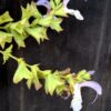 1000499128-scaled.jpg Salvia Africana - Blue African Sage