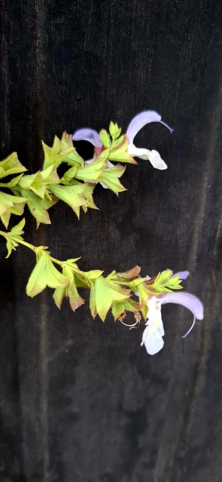 1000499128-scaled.jpg Salvia Africana - Blue African Sage