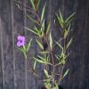1000499196-scaled.jpg Ruellia Simplex 'Mexican Petunia' Purple