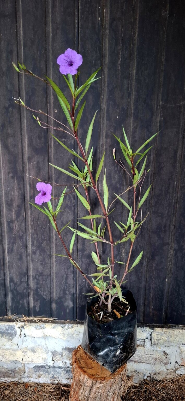 1000499196-scaled.jpg Ruellia Simplex 'Mexican Petunia' Purple