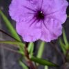 1000499197-scaled.jpg Ruellia Simplex 'Mexican Petunia' Purple