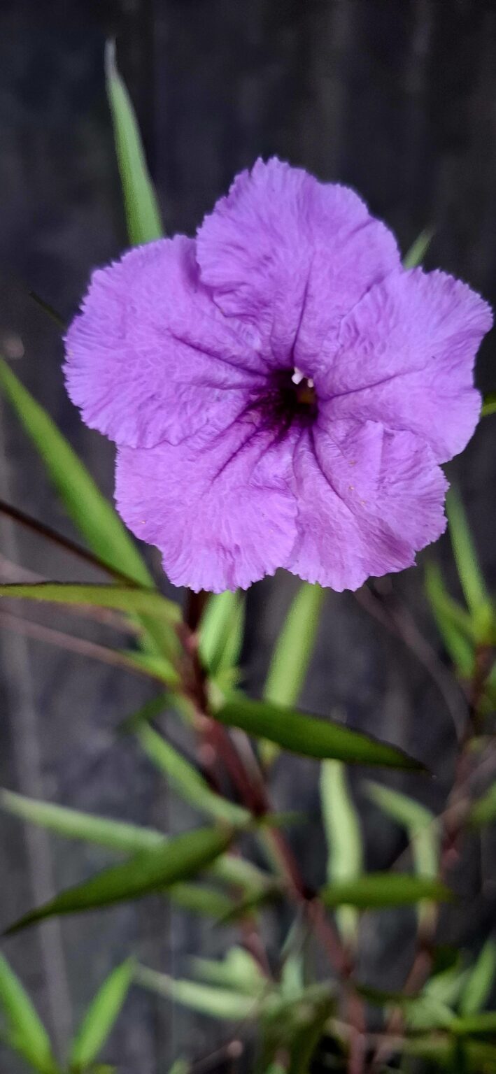 1000499197-scaled.jpg Ruellia Simplex 'Mexican Petunia' Purple