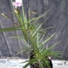 1000499199-1-scaled.jpg Ruellia Pink 'Mexican Petunia'