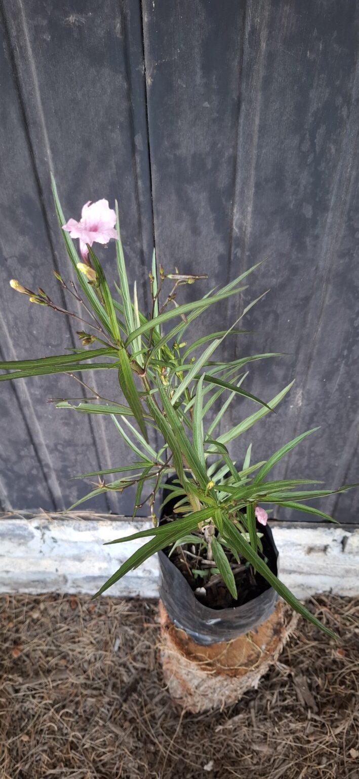 1000499199-1-scaled.jpg Ruellia Pink 'Mexican Petunia'
