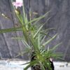 1000499199-1-scaled.jpg Ruellia Pink 'Mexican Petunia'