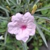 1000499200-1-scaled.jpg Ruellia Pink 'Mexican Petunia'