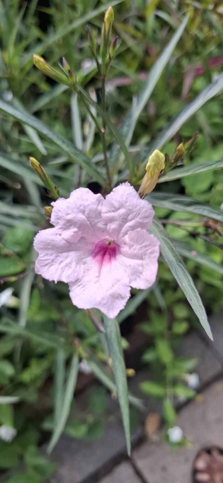 1000499200-1-scaled.jpg Ruellia Pink 'Mexican Petunia'