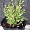 1000499345-scaled.jpg LONICERA NITIDA 'Box Honeysuckle'
