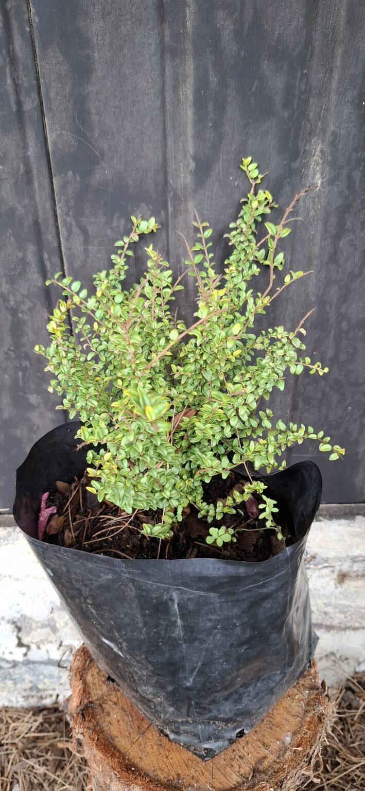 1000499345-scaled.jpg LONICERA NITIDA 'Box Honeysuckle'
