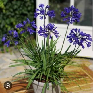 AGAPANTHUS African Lily - Blue Bayou 3L