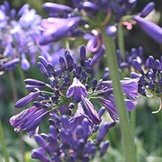 AGAPANTHUS African Lily - Purple Delight 3L