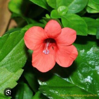 BARLERIA REPENS Small Bush Violet - Rosea 3L