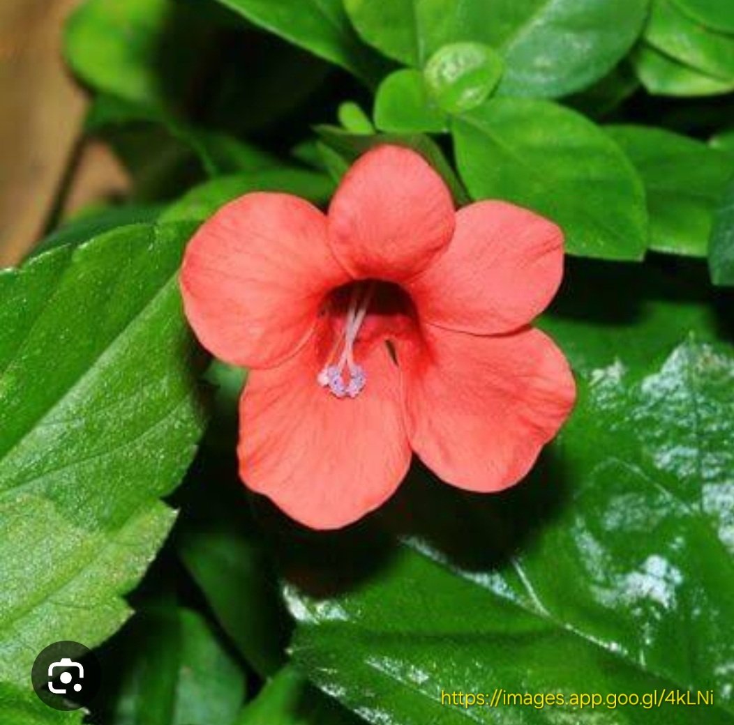 BARLERIA REPENS Small Bush Violet - Rosea 3L