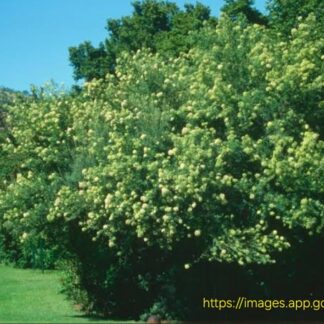 BUDDLEJA SALIGNA False Olive 4,5L