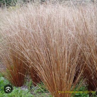 CAREX BUCHANANII Sedge Grass - Red Rooster 3L