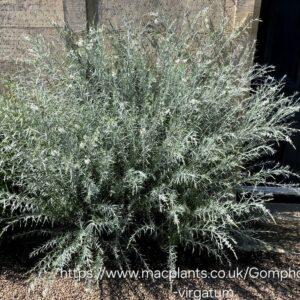 1000499900.jpg Gomphostigma virgatum "River star"