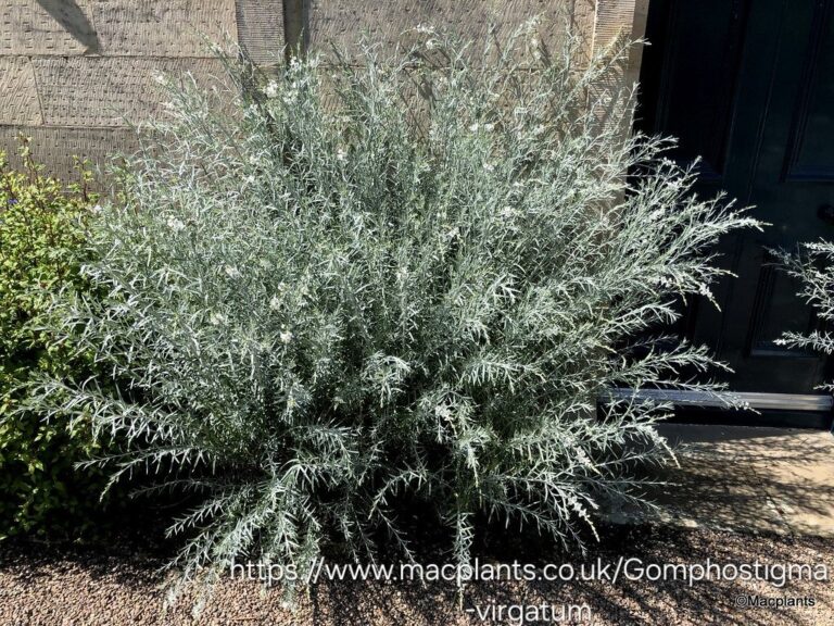1000499900.jpg Gomphostigma virgatum "River star"