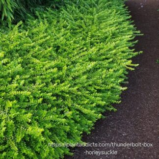 LONICERA NITIDA 'Box Honeysuckle'