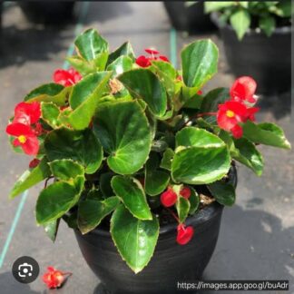 BEGONIA X HYBRIDA - Big Green Leaf Red 17cm
