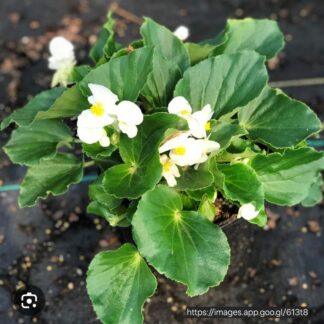 BEGONIA X HYBRIDA - Big Green Leaf White 17cm