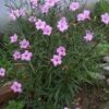 1000499934.jpg Ruellia Pink 'Mexican Petunia'
