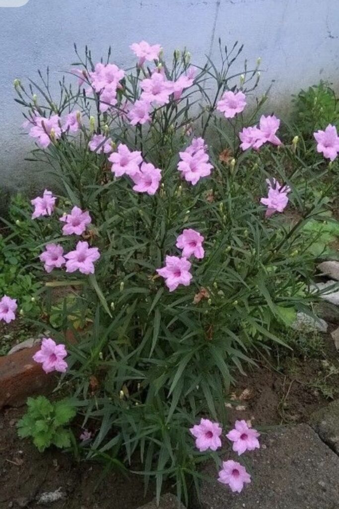 1000499934.jpg Ruellia Pink 'Mexican Petunia'