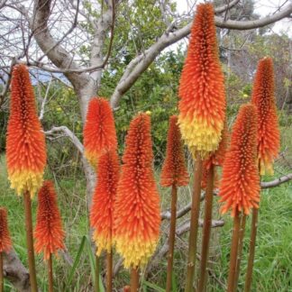 Kniphofia Praecox