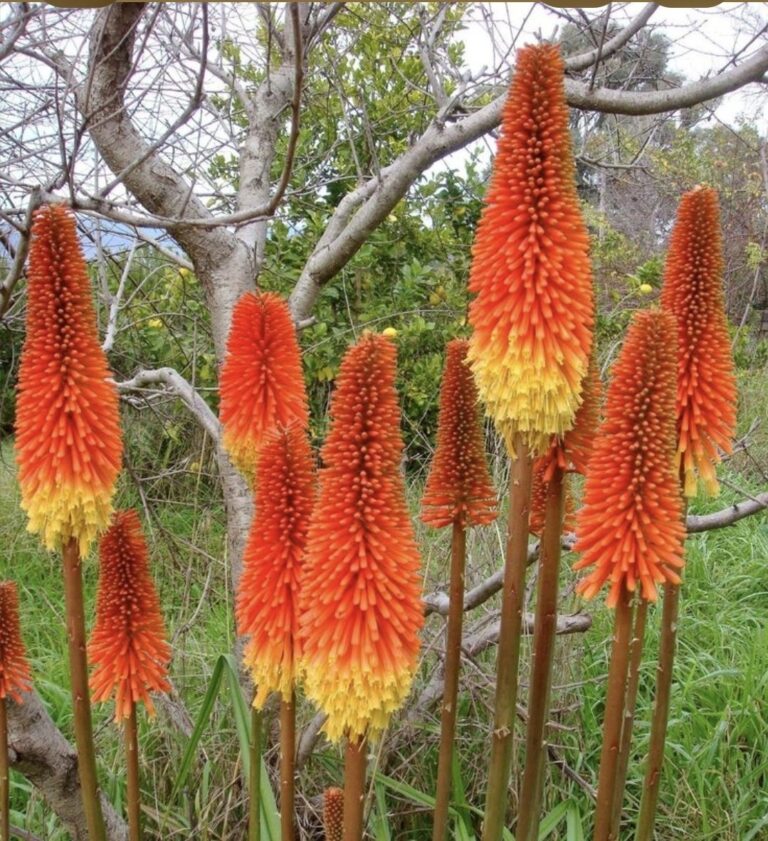 Kniphofia Praecox