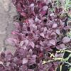 1000500316-scaled.jpg Alternanthera 'Purple Prince'