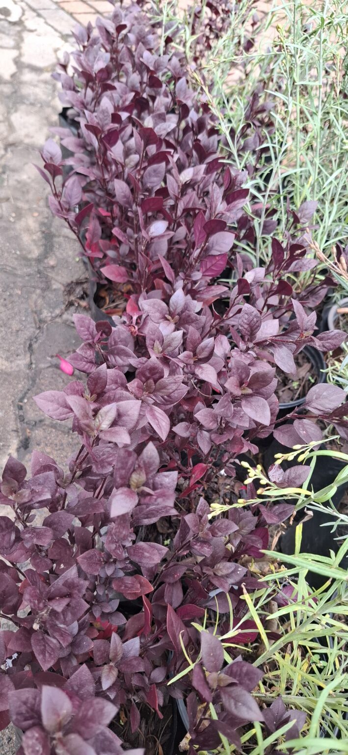 1000500316-scaled.jpg Alternanthera 'Purple Prince'