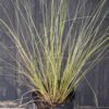 1000500343-scaled.jpg Carex flagellifera