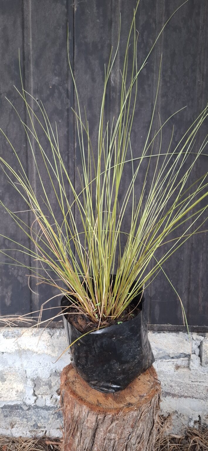 1000500343-scaled.jpg Carex flagellifera