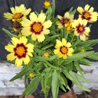 Coreopsis Grandiflora 'Red and Yellow'