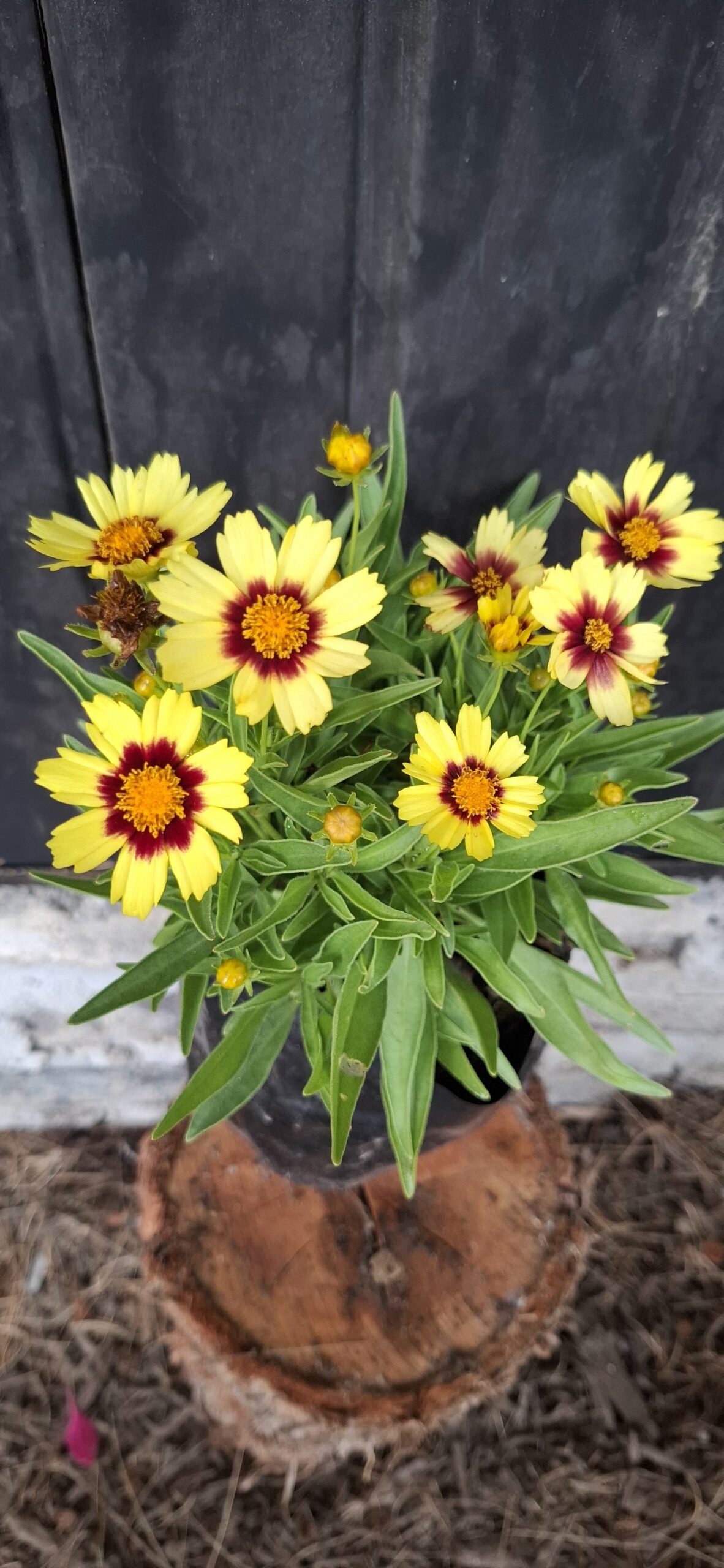 Coreopsis Grandiflora 'Red and Yellow'