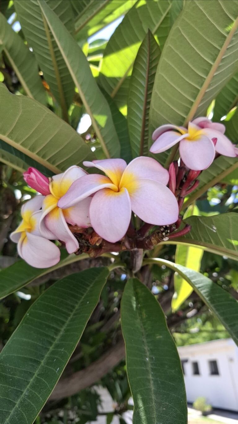 1000501045.jpg Frangipani (unknown colour)