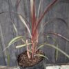 1000501549-scaled.jpg Pennisetum purpureum 'Vertigo'