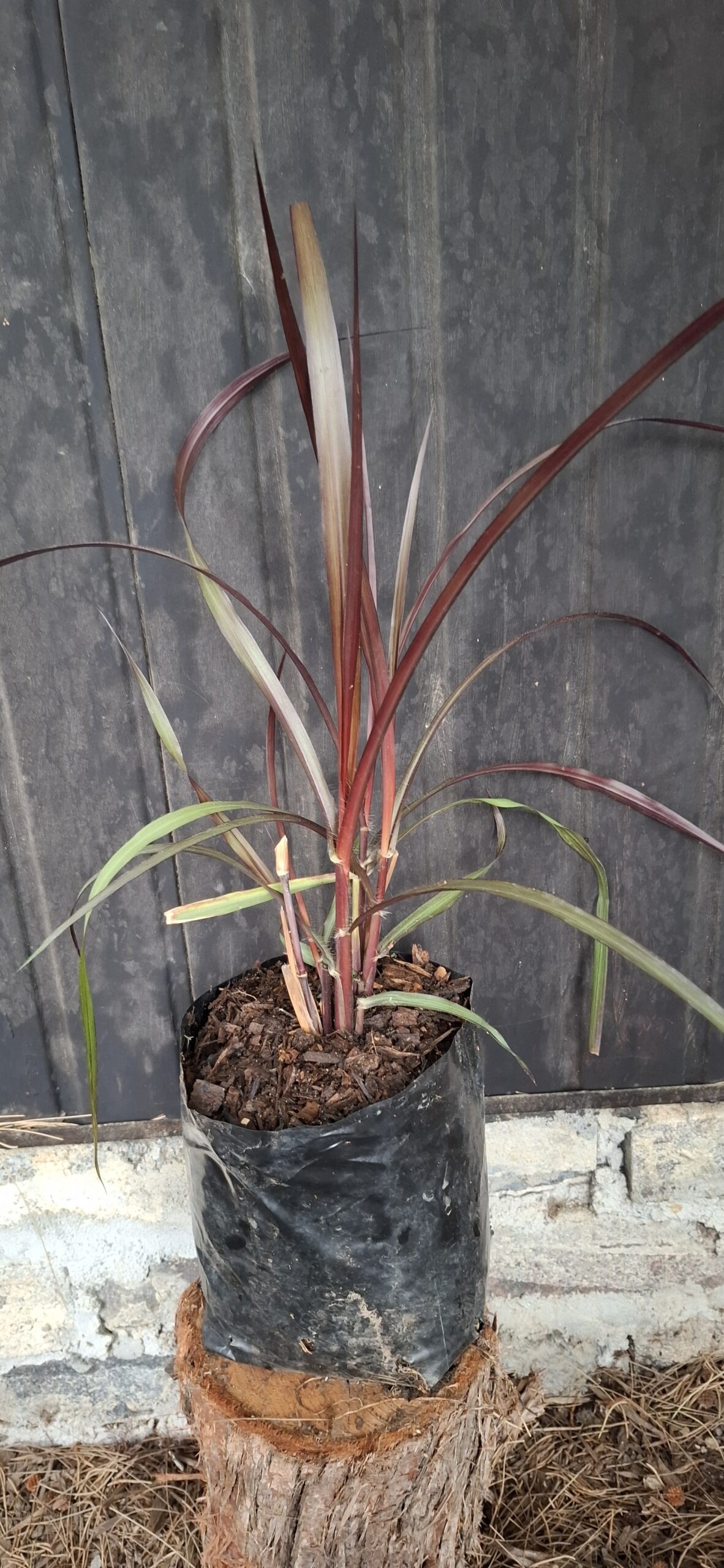 Pennisetum purpureum 'Vertigo' - Image 2