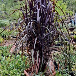Pennisetum purpureum 'Vertigo'
