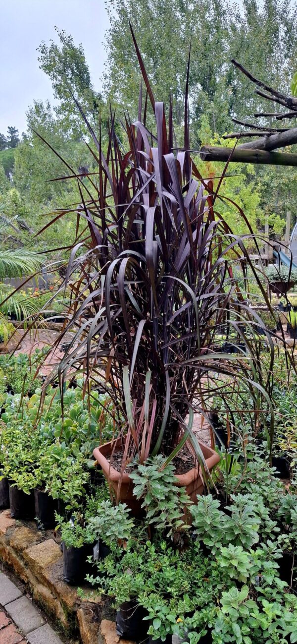 1000501550-scaled.jpg Pennisetum purpureum 'Vertigo'