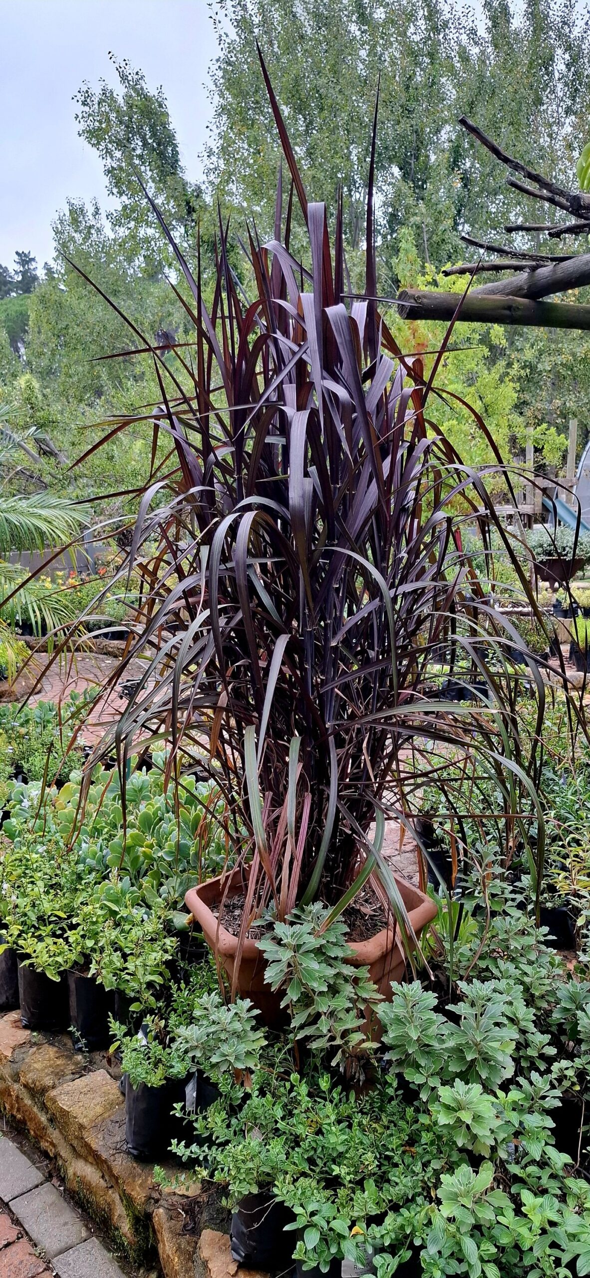 Pennisetum purpureum 'Vertigo'