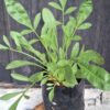 1000501573-scaled.jpg Coreopsis Grandiflora - Yellow