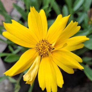 Coreopsis Grandiflora - Yellow