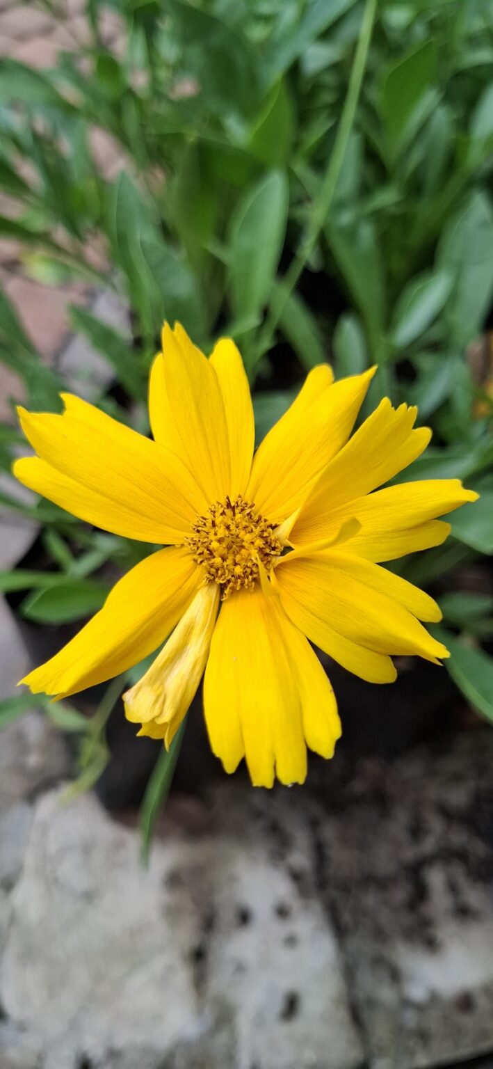 1000501577-scaled.jpg Coreopsis Grandiflora - Yellow