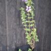 1000501584-scaled.jpg Dychoriste Perrottrii 'Purple Bells'