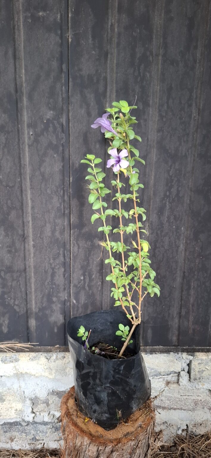 1000501584-scaled.jpg Dychoriste Perrottrii 'Purple Bells'