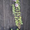 1000501584-scaled.jpg Dychoriste Perrottrii 'Purple Bells'