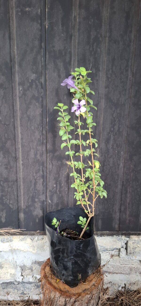 1000501584-scaled.jpg Dychoriste Perrottrii 'Purple Bells'