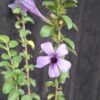 1000501585-scaled.jpg Dychoriste Perrottrii 'Purple Bells'