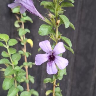 Dychoriste Perrottrii 'Purple Bells'
