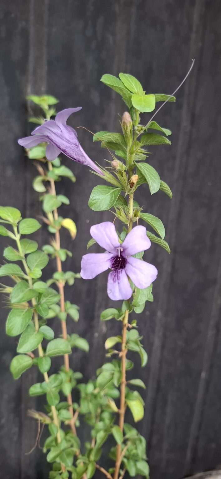 1000501585-scaled.jpg Dychoriste Perrottrii 'Purple Bells'